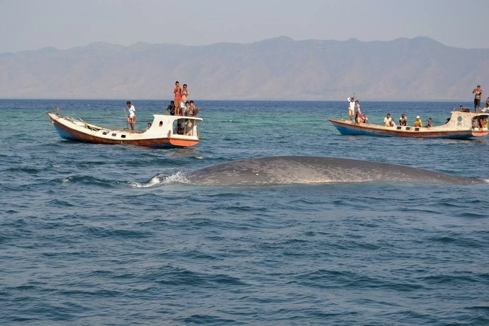 Boarding a fishing boat, dozens of children stare at a blue whale stranded in Waienga Bay, Watodiri village, Lembata Island, East Nusa Tenggara. In October 2014, five blue whales were trapped in the bay’s narrow trench. (Photo courtesy of Paulus Igo)