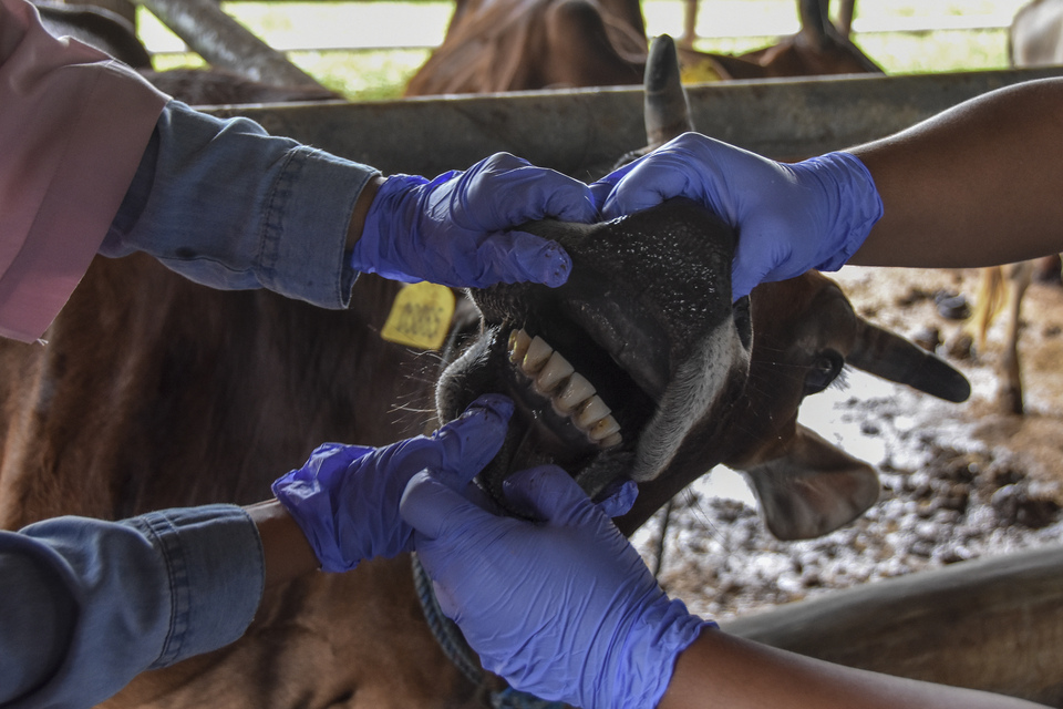 A photo illustration of healthworkers checking on a cattle to detect foot-and-mouth disease. (Photo Courtesy of Antara)