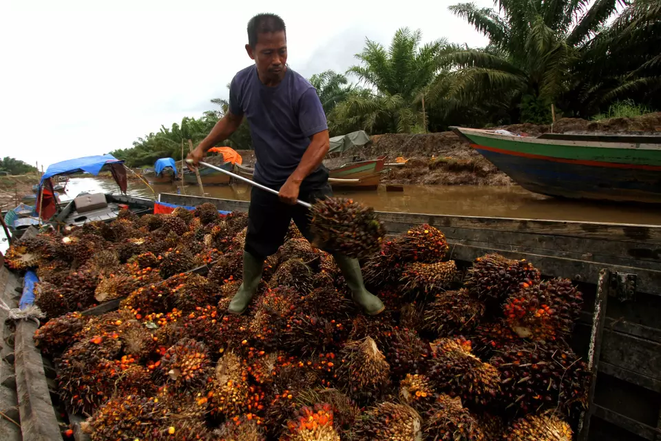 A worker loads fresh fruit bunches in an oil palm plantation in South Kalimantan on January 1, 2023. (Antara Photo/Bayu Pratama S)