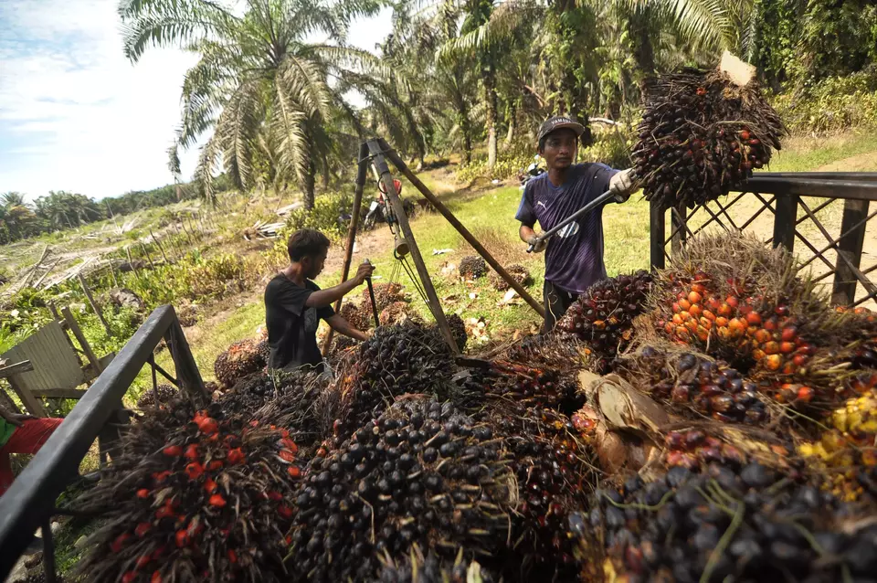 Workers load oil palm fresh fruit bunches into a truck in a plantation in Bengkulu on March 27, 2023. Indonesia is planning to develop the downstream industry for palm oil. (Antara Photo/Muhammad Izfaldi)
