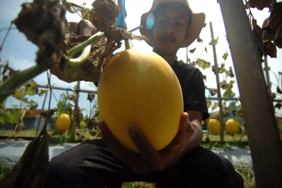A millennial farmer harvests a golden melon in Gumalar village, Central Java, on April 8, 2023. (Antara Photo/Oky Lukmansyah)