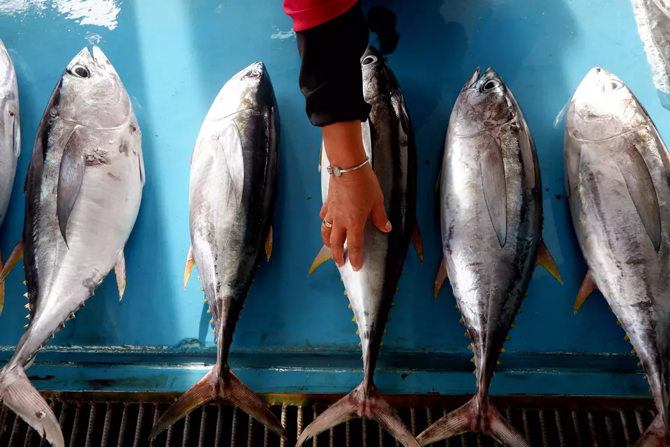 A photo illustration of fish captured from the sea. The Indonesian Ocean Justice Initiative (IOJI) suspects that Vietnamese vessels have been carrying out illegal fishing in the disputed waters of the North Natuna Sea. (Antara Photo/Sakti Karuru)