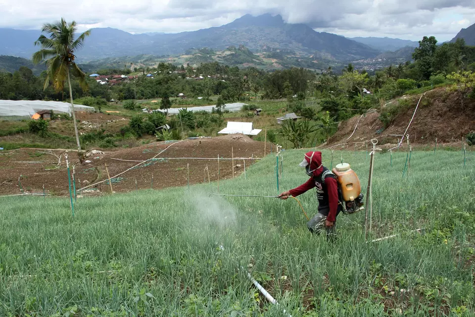 A man sprays pesticides on his red onion crops in Salu Dewata village in South Sulawesi on April 30, 2023. (Antara Photo/Arnas Padda)