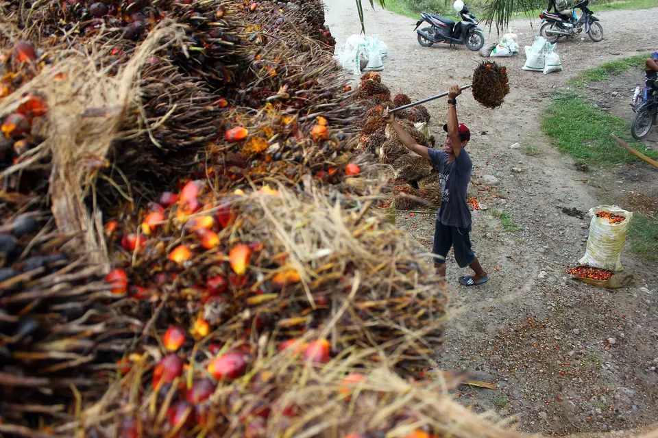 A man works at an oil palm plantation in North Sumatera on June 2, 2023. (Antara Photo/Yudi)