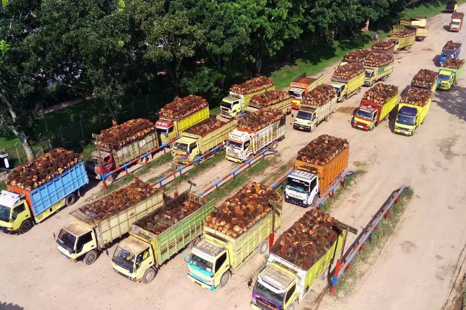 An aerial photo of palm oil-laden trucks queuing to enter the Permata Bunda plant in Pematang Panggang, Mesuji, Ogan Komering Ilir, South Sumatra, on July 17, 2023. (ANTARA Photo/Budi Candra Setya)