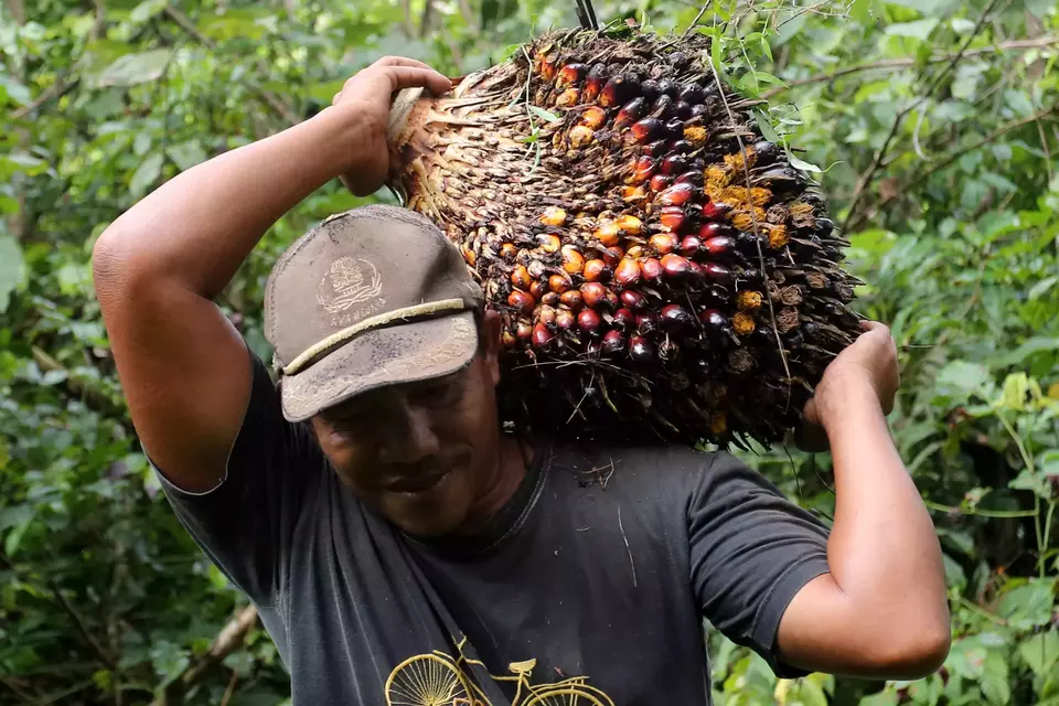 This undated photo shows a farmer carrying fresh fruit bunches. (Antara Photo)