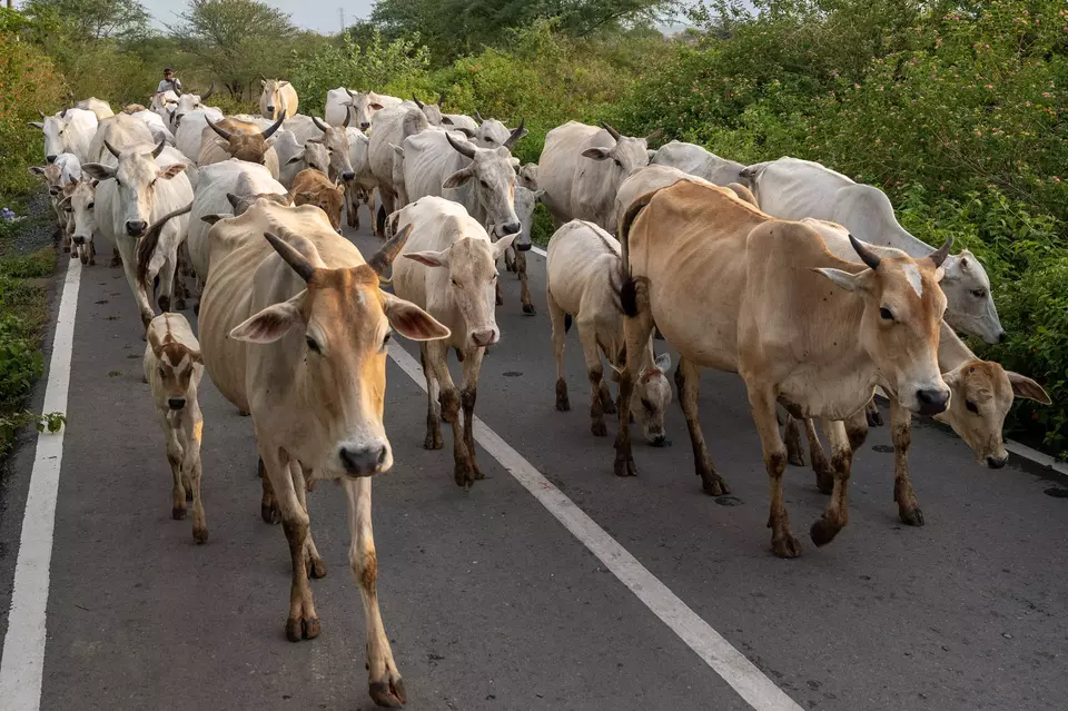 FILE - A herd of cattle is seen on a rural road in Sigi, Central Sulawesi province, Wednesday, Sept. 6, 2023. (Antara photo/Basri Marzuki)
