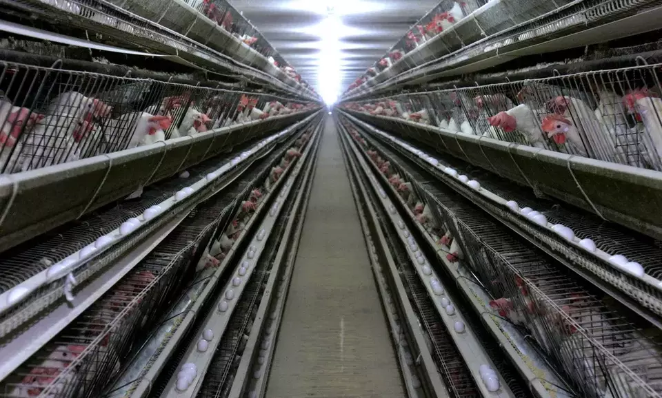 FILE - In this Sept. 28, 2007, file photo, chickens appear at a chicken house near Livingston, California. (AP Photo/Rich Pedroncelli, File)