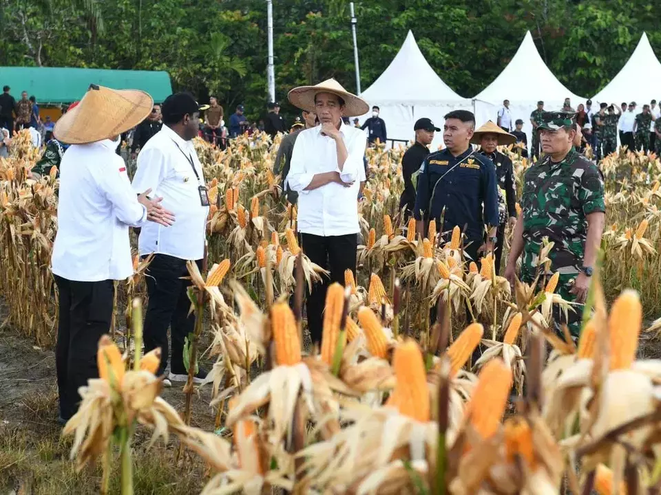 President Joko "Jokowi" Widodo visits the food estate in Keerom, Papua, on July 6, 2023. (Photo Courtesy of Presidential Press Bureau)