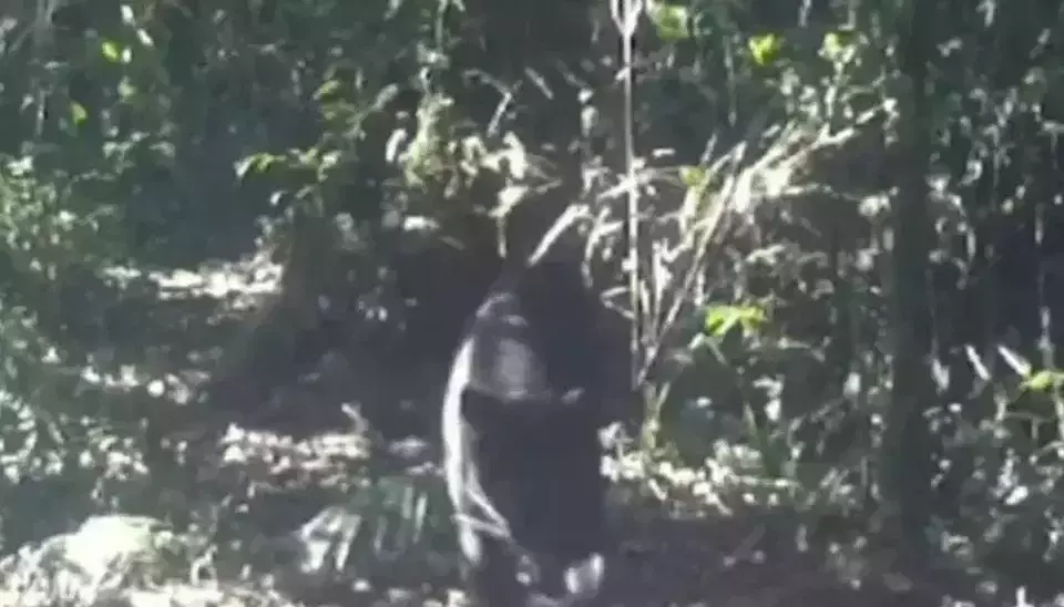 A leopard and a black panther were spotted roaming Mount Gede Pangrango National Park (TNGGP) in Cianjur, West Java, as captured by surveillance cameras (CCTV).