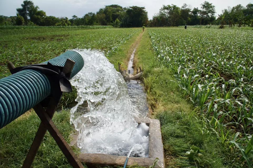 Water taken using a pump system flows into the corn farming land in Probolinggo, East Java on June 2, 2024. (Antara Photo/Irfan Sumanjaya)