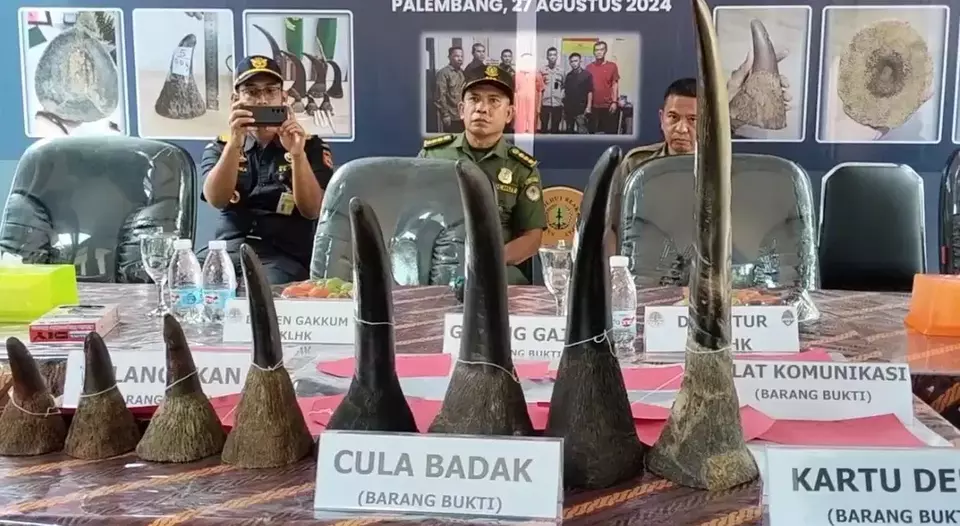 Officials from the Environment and Forestry Ministry and South Sumatra Police display rhino horns seized from a Palembang resident at a press conference in Palembang on Tuesday, Aug. 27, 2024. (Beritasatu.com/Andika Pratama)