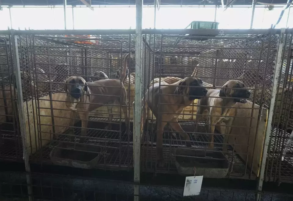 Dogs are seen in cages at a dog farm in Pyeongtaek, South Korea on June 27, 2023. (AP Photo/Ahn Young-joon)