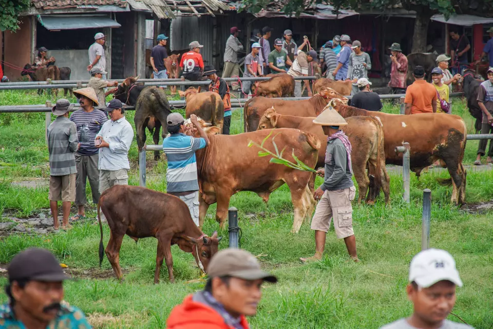 Farmers sell their cattle at a local market in Lumajang on Dec. 6, 2024. (Antara Photo/Irfan Sumanjaya)