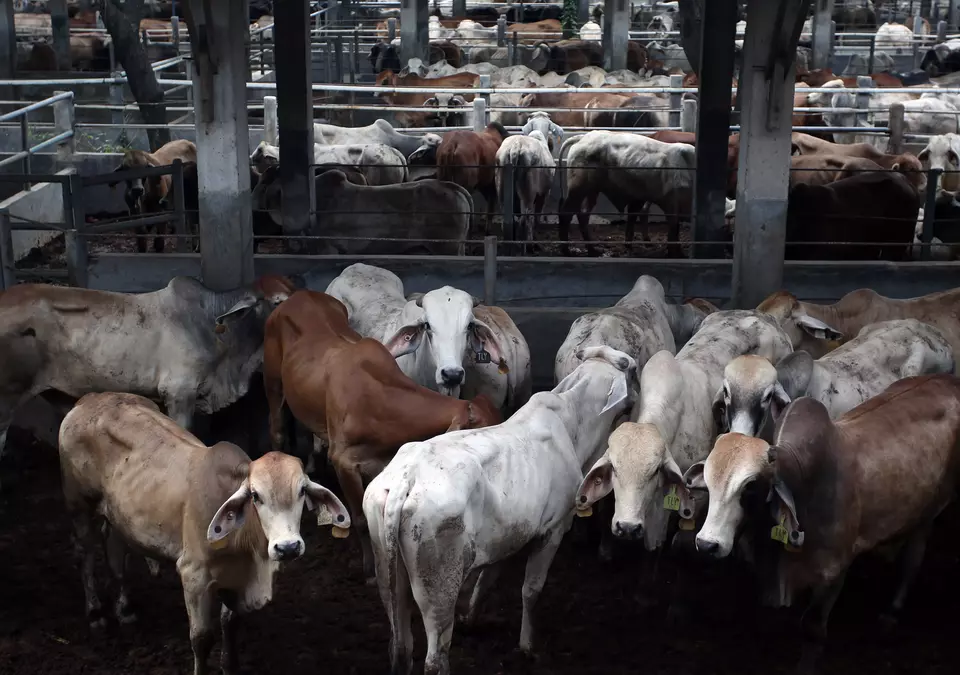 Imported cattle in their cages after being vaccinated in Tanjung Burung, Tangerang, on Jan. 7, 2025. (Antara Photo/Muhammad Iqbal)