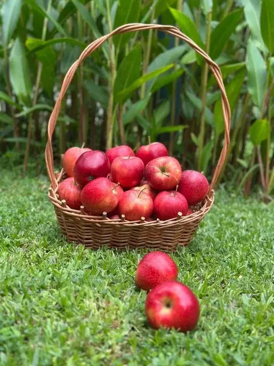 This undated photo shows a basket full of Polish apples. Polish apples will be tested in Indonesia on Feb. 3-14 as part of the Garden of Europe promotional campaign. The apples are available in Ranch Market, HERO, Farmers Market, Market City, and Duta Buah. (Photo Courtesy of Polish Embassy in Indonesia)