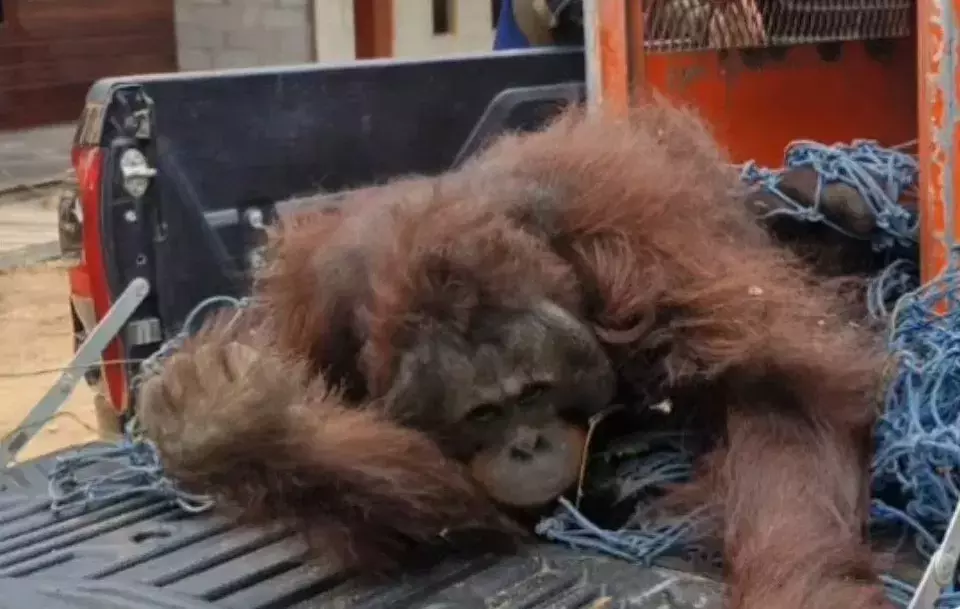 Evacuation Process of an Adult Male Orangutan by the Conservation and Natural Resources Center of East Kalimantan with COP, February 12, 2025. (Instagram @Kemenhut)