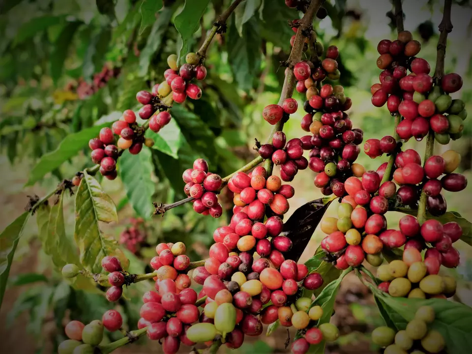 Supreme Energy Rantau Dedap holds a CSR initiative to empower local coffee farmers. (Photo Courtesy of Supreme Energy Rantau Dedap)