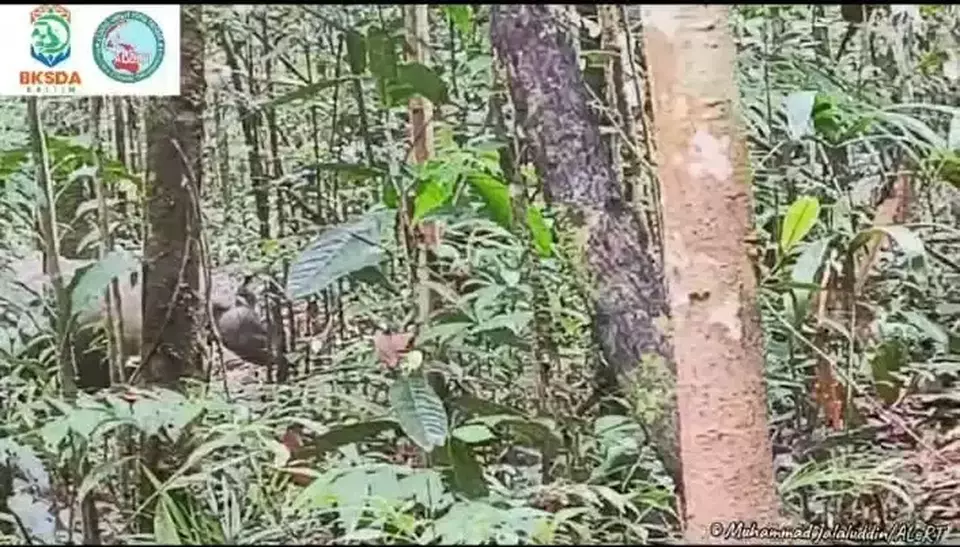 A Bornean rhino is seen searching for food in the Mahakam Ulu forest area in East Kalimantan. (Photo courtesy of rhe Natural Resources Conservation Center of East Kalimantan)