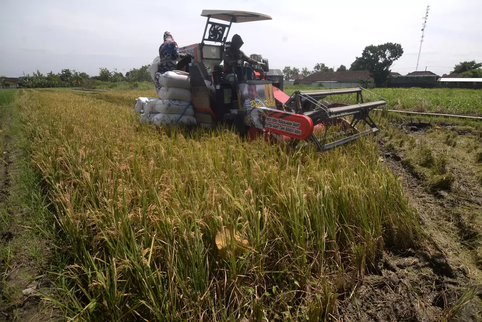 A farmer uses a modern combine harvester in Boyolali, Central Java, on Feb. 11, 2025. (Antara Photo/Aloysius Jarot Nugroho)