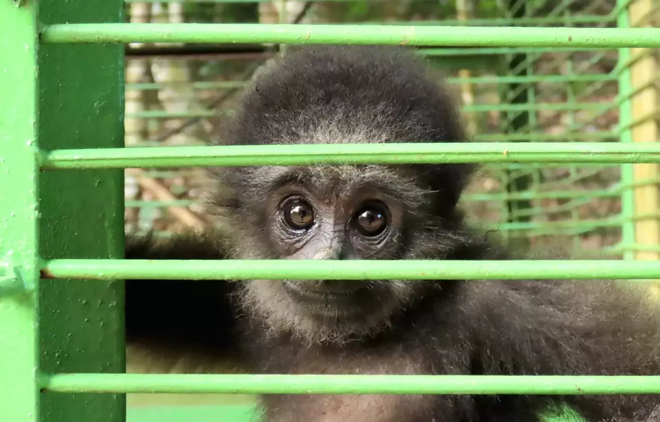 An orphaned gibbon stares at the camera while attending school at the Long Sam Wildlife Rescue Center on October 6, 2024. (Photo courtesy of CAN Indonesia)