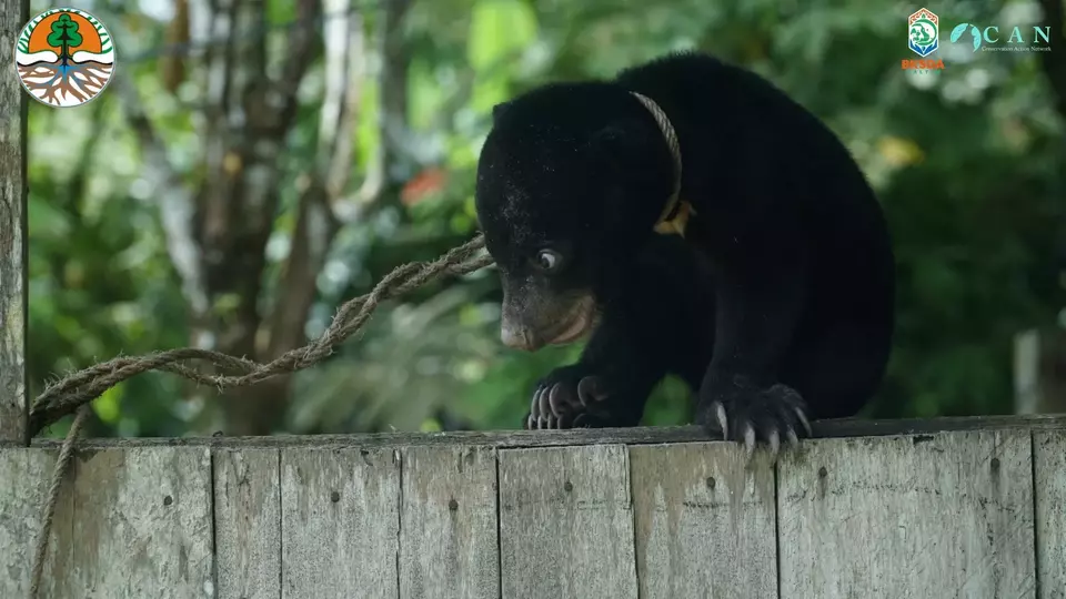 East Kalimantan Establishes Wildlife Rescue Center for Endangered Species Beyond Orangutans