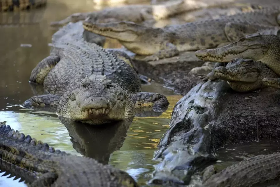 Crocodile Attacks in Indonesia Are on the Rise