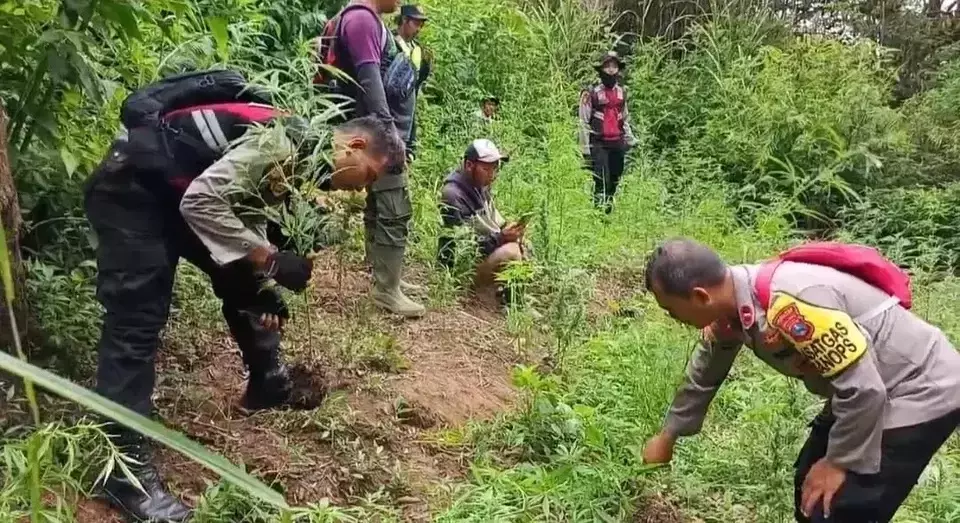 FILE - Policemen and forest rangers uproot marijuana plants on the slope of Mount Semeru in Lumajang Regency, East Java, Thursday, October 31, 2024. (B-Universe Photo/Ahmad Rifki Danwanus)