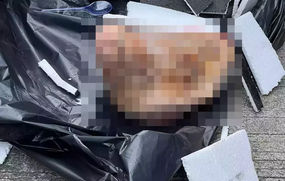 Tempo's office receives a package containing a severed pig's head, packed in a cardboard box lined with styrofoam, on Wednesday, March 19, 2025. (Tempo)