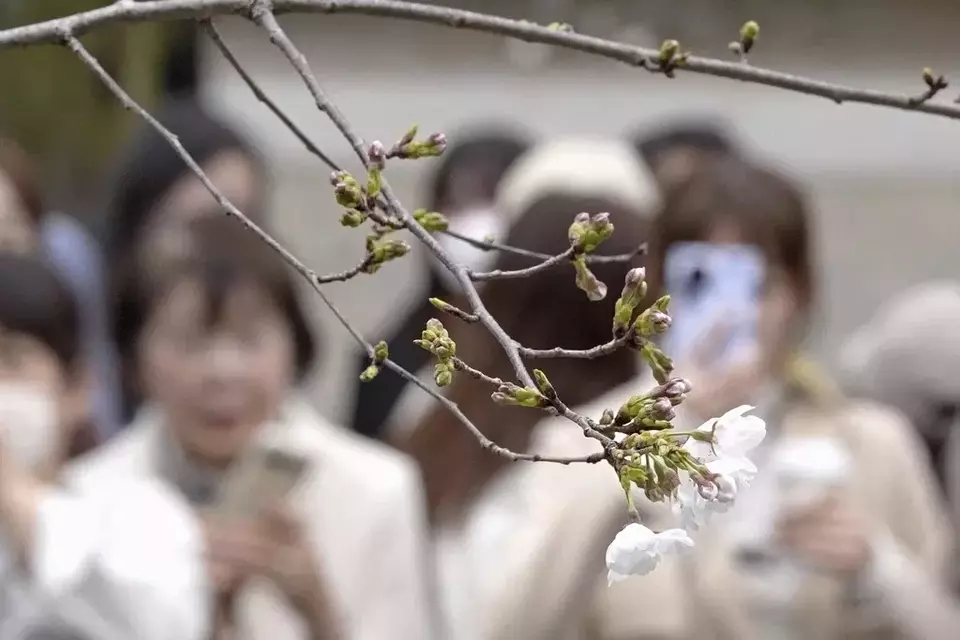 The blooming Somei Yoshino cherry tree at the specimen tree at Yasukuni Shrine in Tokyo, Monday March 24, 2025. (Kyodo Photo via AP)