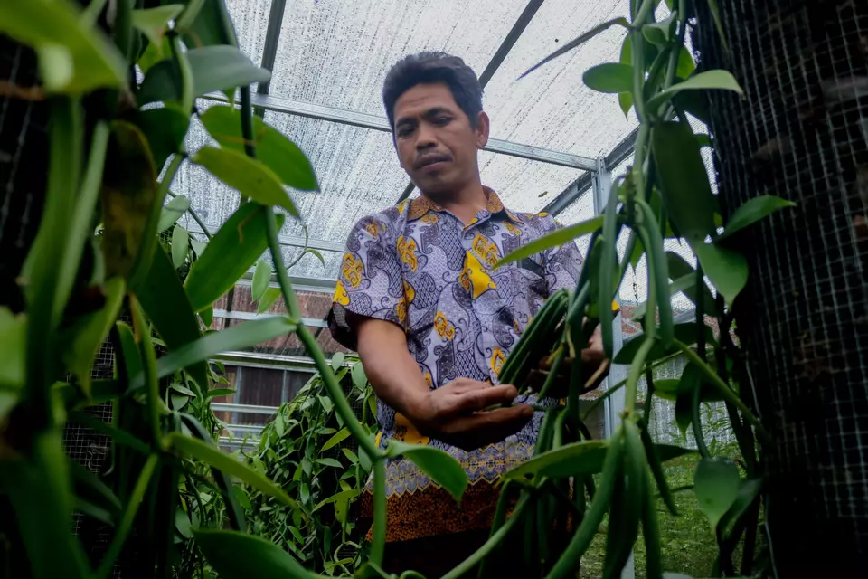 A vanilla farmer in Lombok, West Nusa Tenggara, inspects his crops on Monday, April 14, 2025. Despite facing US import tariffs, organic vanilla from the region remains in high demand in the American market. (Beritasatu.com/M. Awaludin)