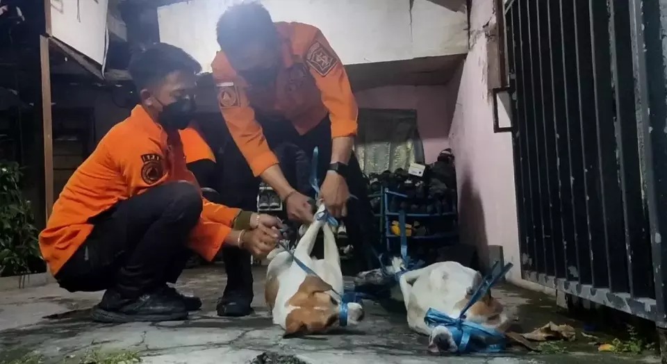 A Surabaya Disaster Mitigation Agency (BPBD) officer evacuates nine dogs suspected of scavenging their deceased owner at Jl. Rungkut Harapan, Saturday, April 12, 2025. (Beritasatu/com/Agung Dharma)