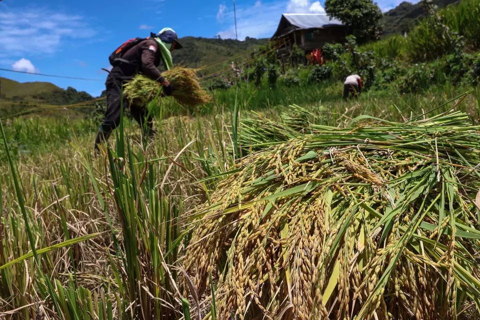 Farmers harvest rice in North Luwu, South Sulawesi, on April 12, 2025. (Antara Photo/Arnas Padda)