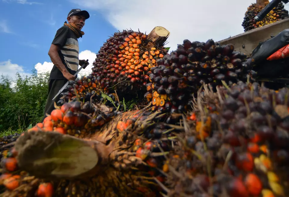 A man harvests fresh fruit bunches in Nagari Ketaping, West Sumatra, on April 15, 2025. (Antara Photo/Iggoy el Fitra)