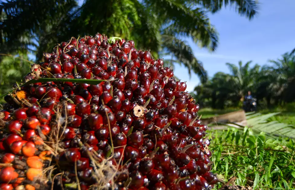Fresh fruit bunches as seen in Nagari Ketaping, West Sumatra, on April 15, 2025. (Antara Photo/Iggoy el Fitra)
