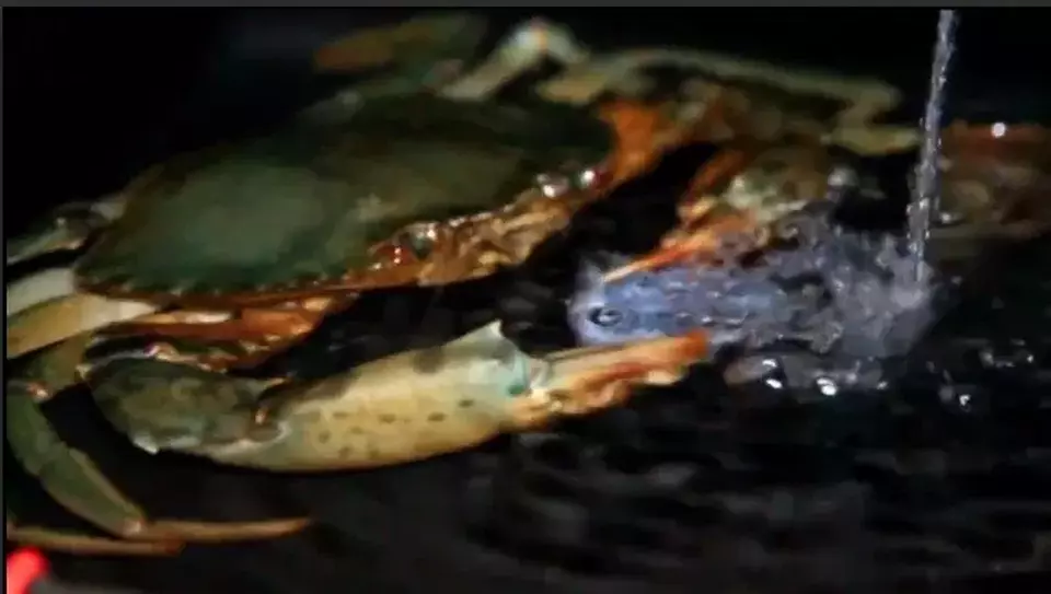 East Java Villager Cultivates Export-Quality Mangrove Crabs Using Plastic Jerricans