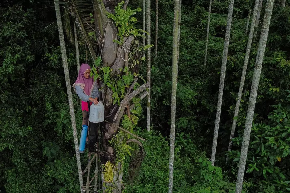 A woman taps the sugar palm in Lambaro Kueh Village, Lhoknga District, Aceh, on Thursday, May 8, 2025. (Antara Photo/Khalis Surry)