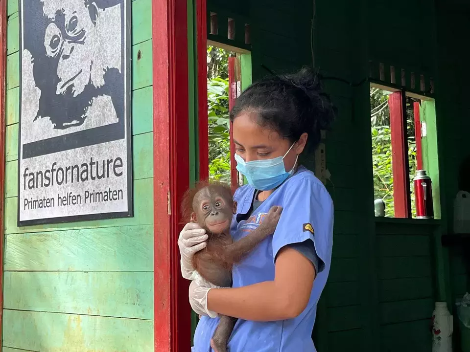 A veterinarian holds Lukas, the orphaned baby orangutan being cared for at the Long Sam Rescue Center, May 18, 2025. (JG Photo/Yovanda Noni)