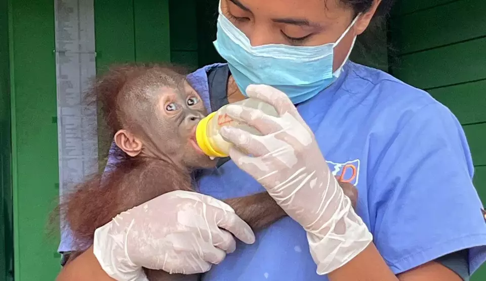 Two-Month-Old Baby Orangutan Rescued from a Local Plantation in East Kalimantan