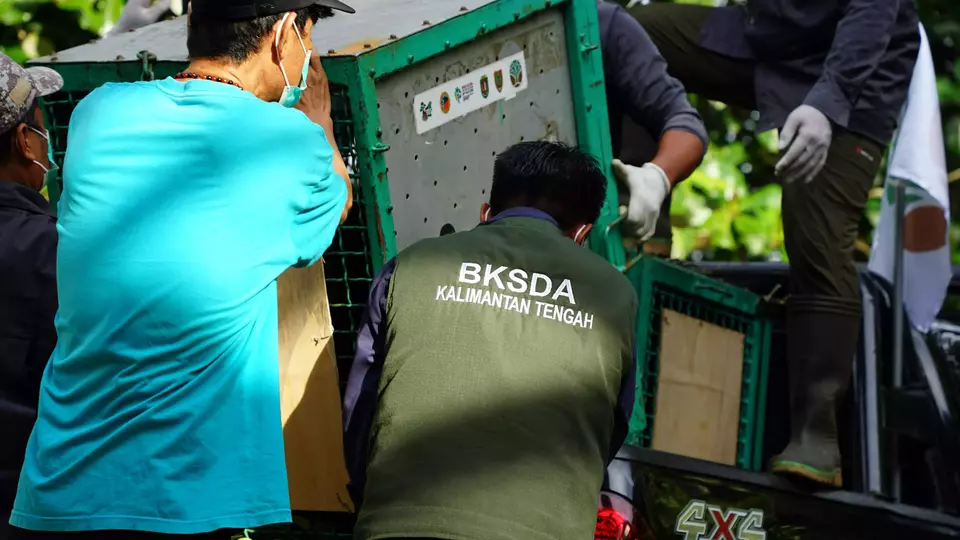 Wildlife officials release orangutans from a cage in Central Kalimantan, Thursday, May 22, 2025. (Photo courtesy of Central Kalimantan Natural Resources Conservation Agency)