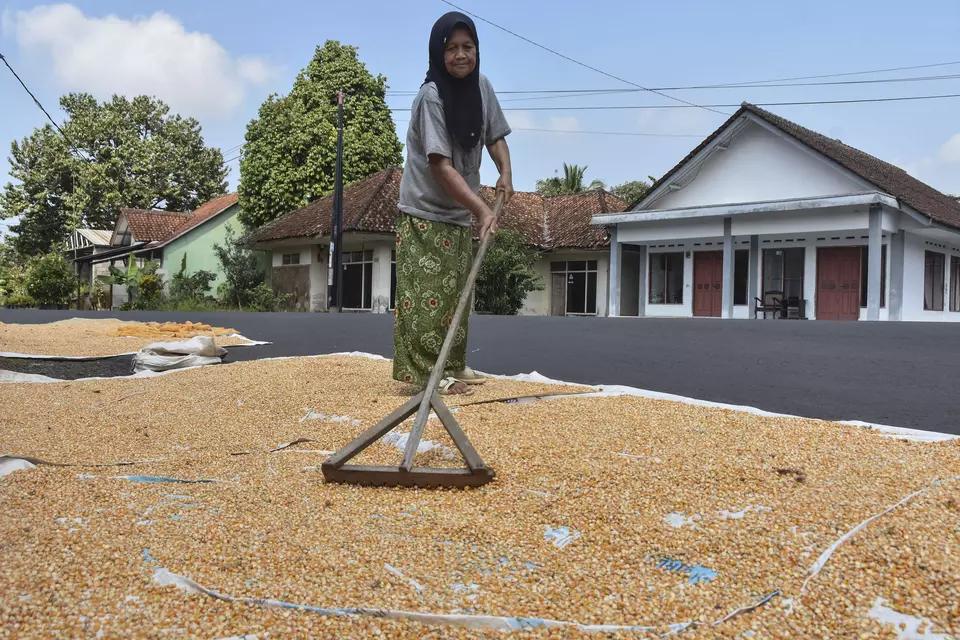 A woman dries corn in Ciamis Regency, West Java, on Thursday, June 5, 2025. (Antara Photo/Adeng Bustomi)
