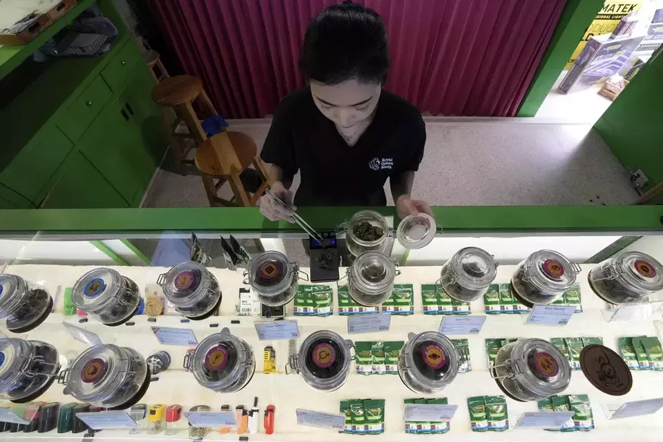 FILE - A staff prepares flower bud of cannabis for a customer at cannabis shop Bangkok, Thailand, July 18, 2024. (AP Photo/Sakchai Lalit)