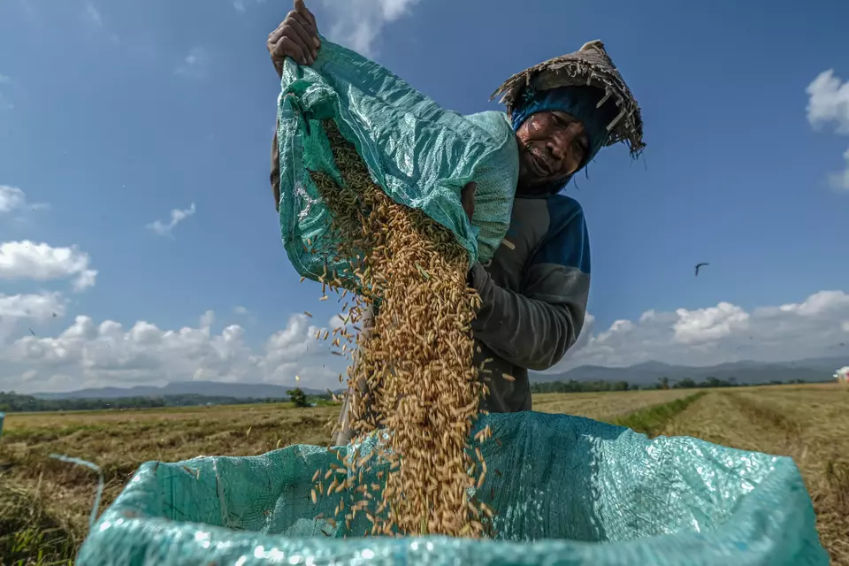 A farmer loads rice into a sack in Lawoila Village, Southeast Sulawesi on Oct. 2, 2025. (Antara Photo/Andry Denisah)