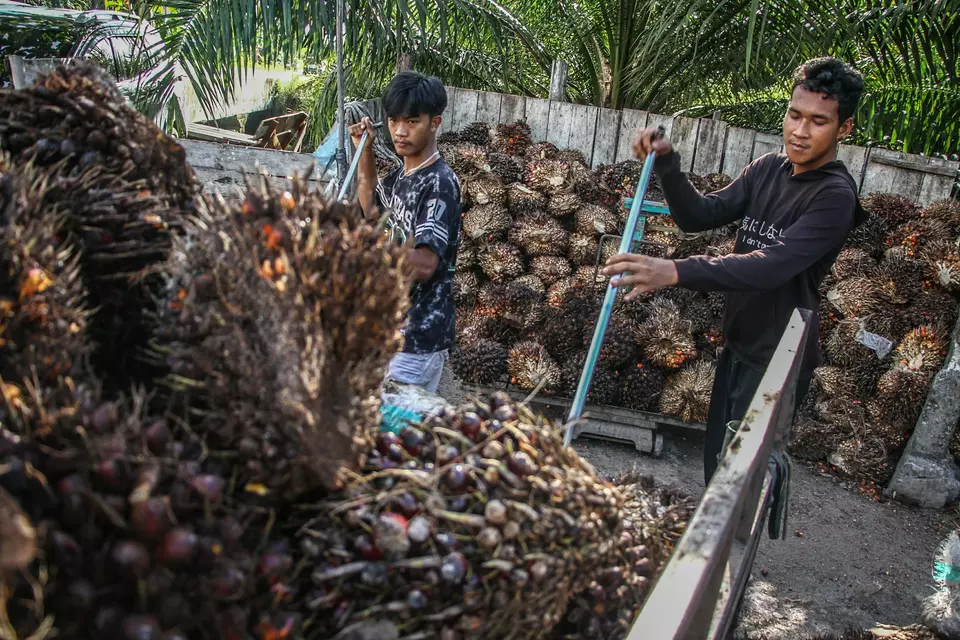 Workers load palm oil fresh fruit bunches onto the truck in Palangka Raya, Central Kalimantan, on Oct. 29, 2025. (Antara Photo/Auliya Rahman)