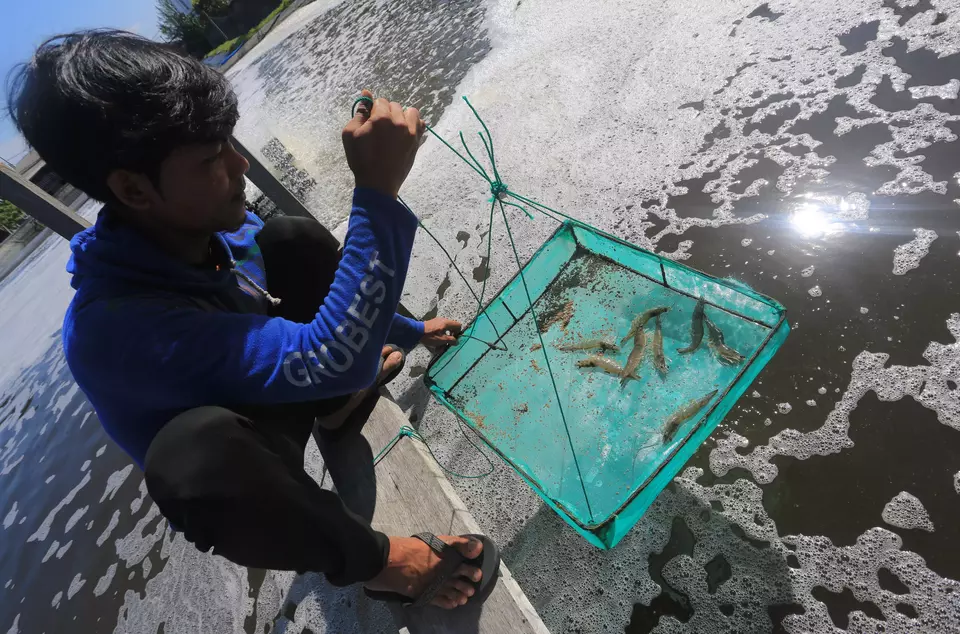 A fisherman catches shrimp in Suak Geudebang, West Aceh, on Oct. 15, 2025. (Antara Photo/Syifa Yulinnas)
