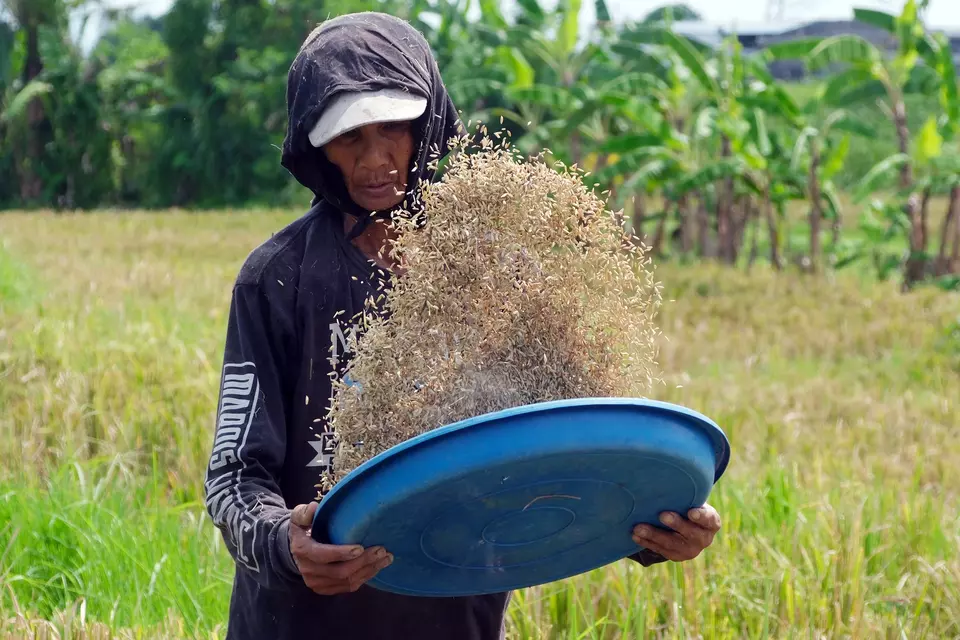 A rice farmer works on the field in Badung, Bali, on Nov. 11, 2025 (Antara Photo/Nyoman Hendra Wibowo)