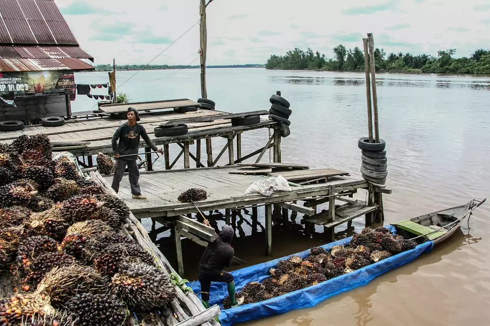 Workers unload fresh fruit bunches in Sahayan River, Central Kalimantan on Nov. 5, 2025. (Antara Photo/Auliya Rahman)