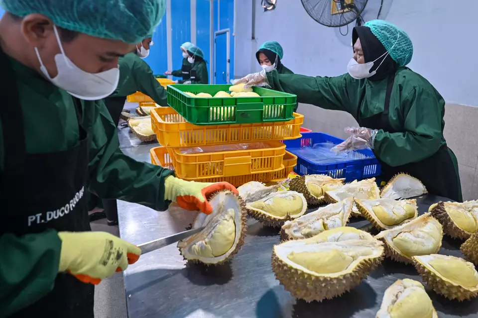 Workers cut durian before exported to China from Central Sulawesi's Palu on April 16, 2026. (Antara Photo/Basri Marzuki)