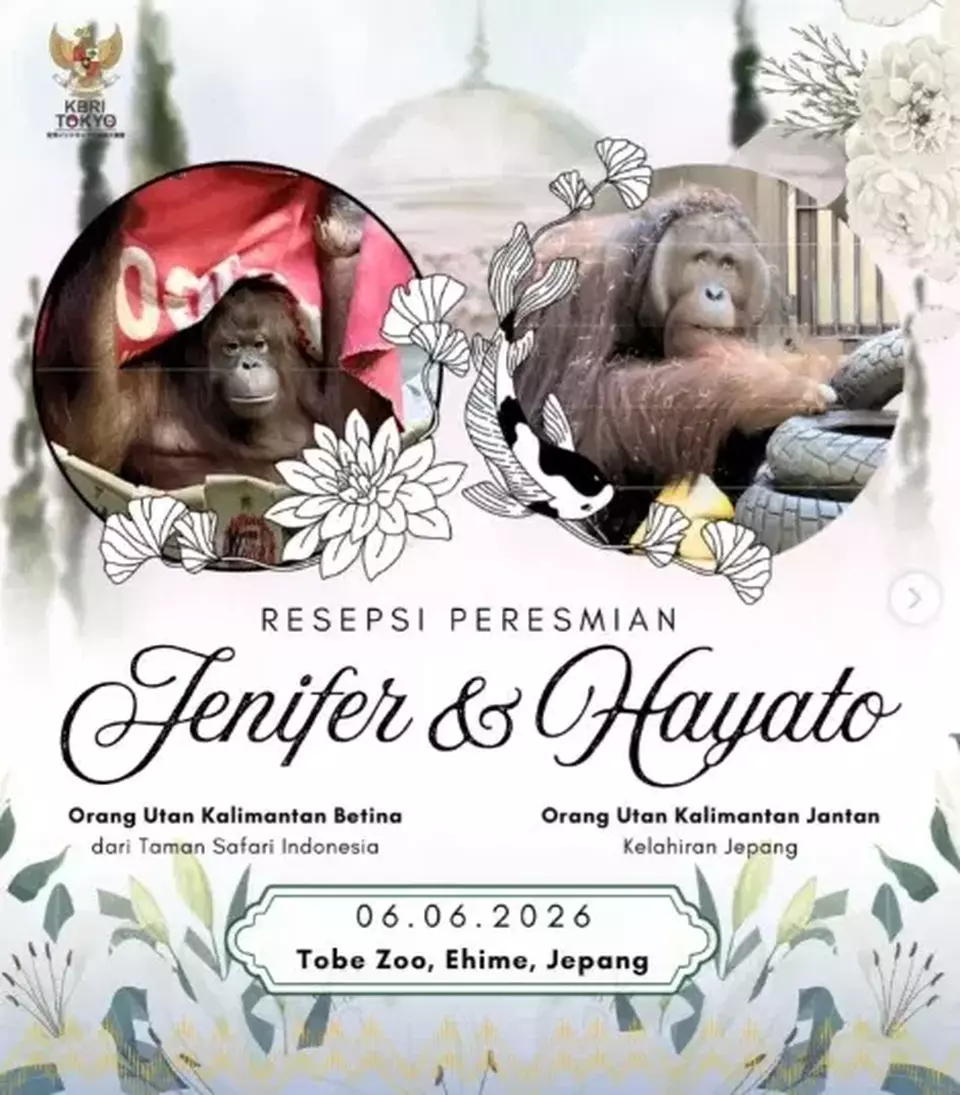 Jenifer, a female Bornean orangutan from Indonesia, and Hayato, a Japan-born male, are set to be featured at Tobe Zoo in Ehime Prefecture, Japan, as part of an international conservation and breeding program aimed at protecting the endangered species. (Indonesian Embassy in Tokyo)