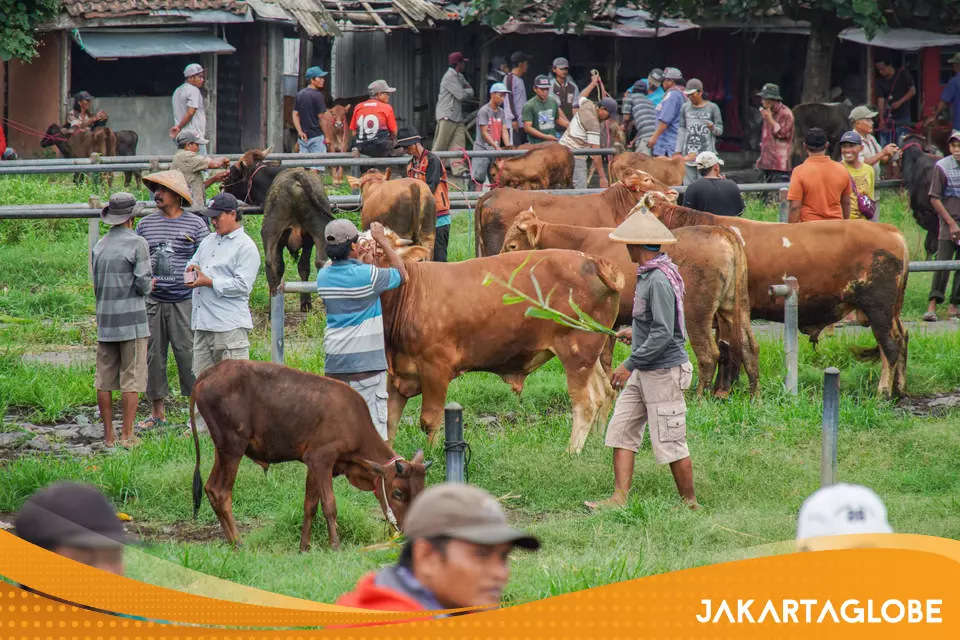 Indonesia’s Free School Meal Program: Boost for Cattle Farmers